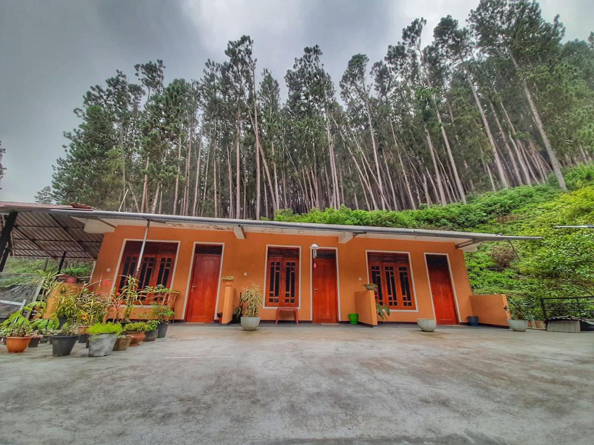 Pine Trees Homestay Nallathanniya Exterior foto